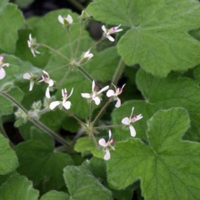 tomentosum scented pelargonium