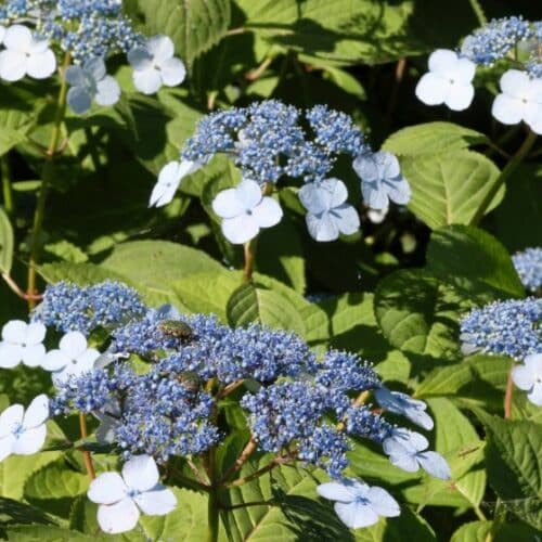 How to Prune Hydrangeas in the UK Border In A Box Your Garden Border in a Box