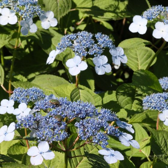 hydrangea lacecap blue flower