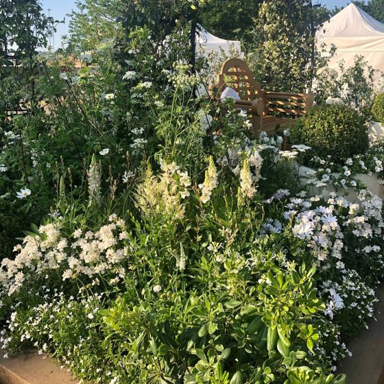 white flowers green foliage show garden