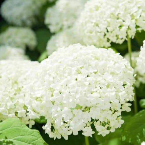 How to Prune Hydrangeas in the UK Border In A Box Your Garden