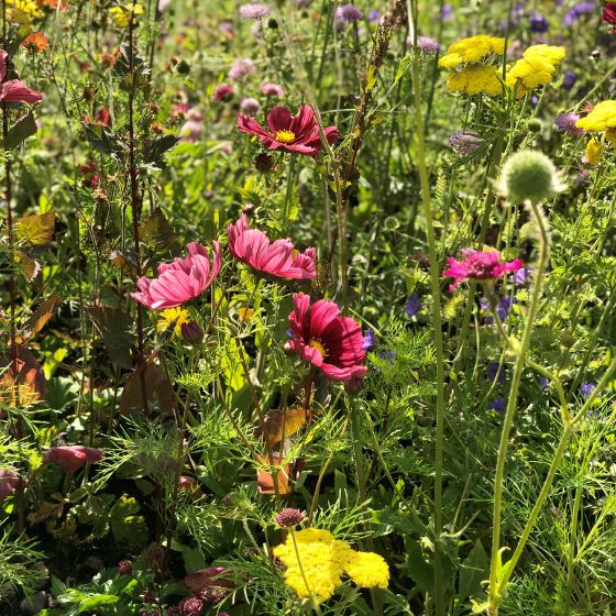 pink cosmos yellow yarrow