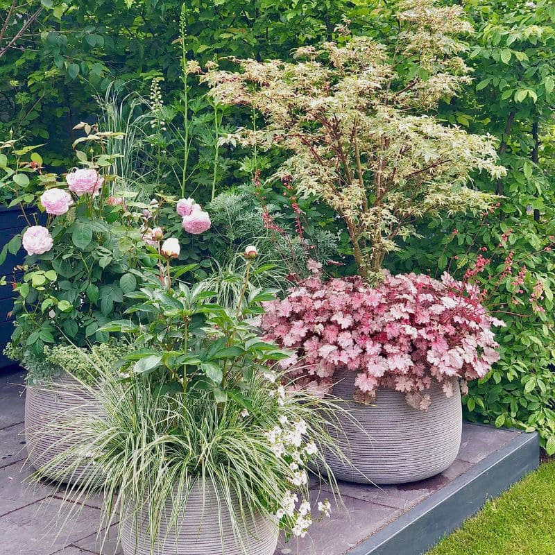 chelsea show garden heuchera pinky panky, carex evereste, david austin roses