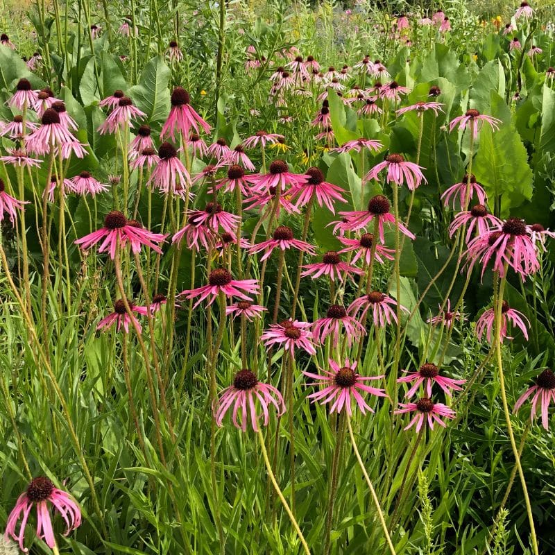 plants for august – Echinacea pallida at Oxford Botanic Garden