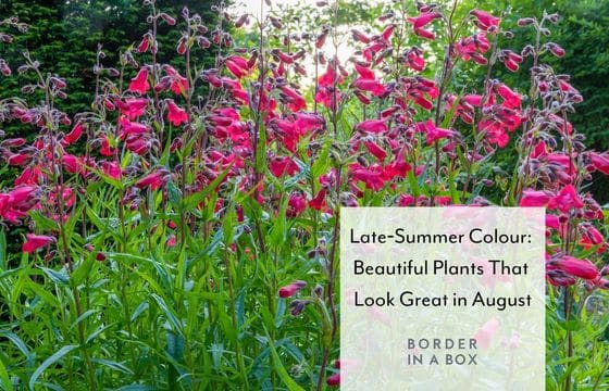 red flowering penstemon