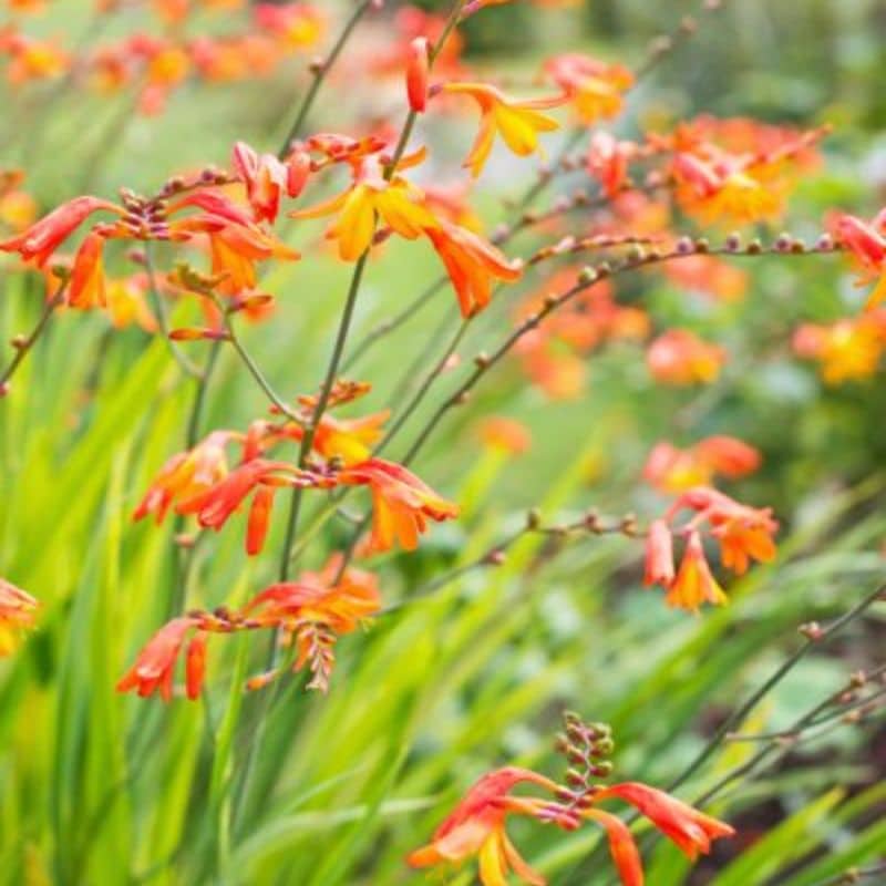 crocosmia orange flowers