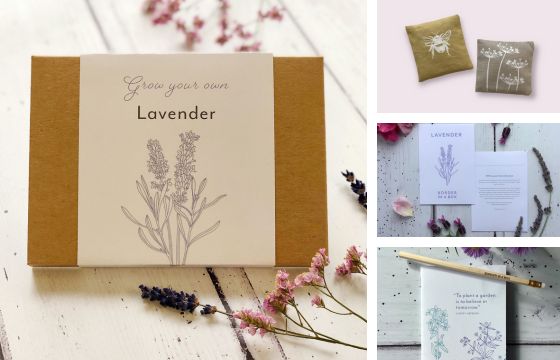 grow your own lavender gift box