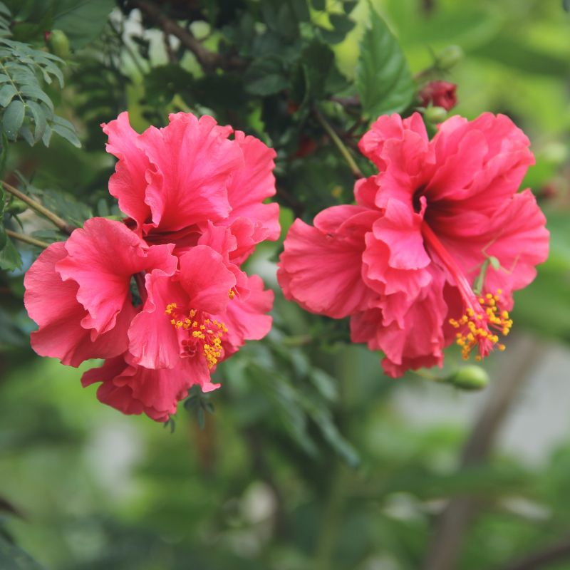 hibiscus red flower