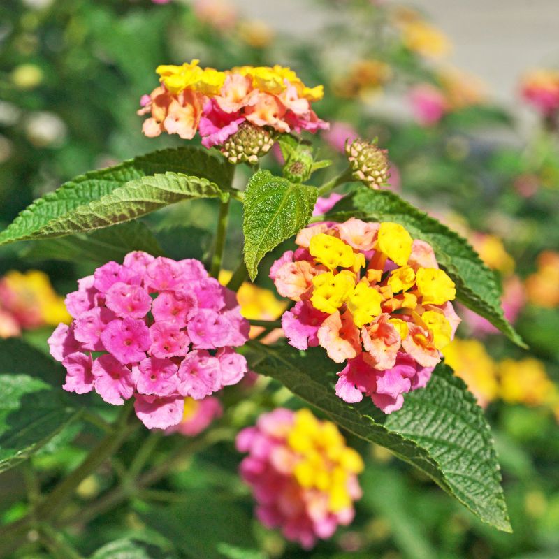 Lantana pink orange yellow flower