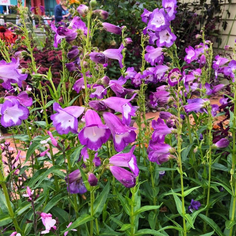penstemon czar purple flowers