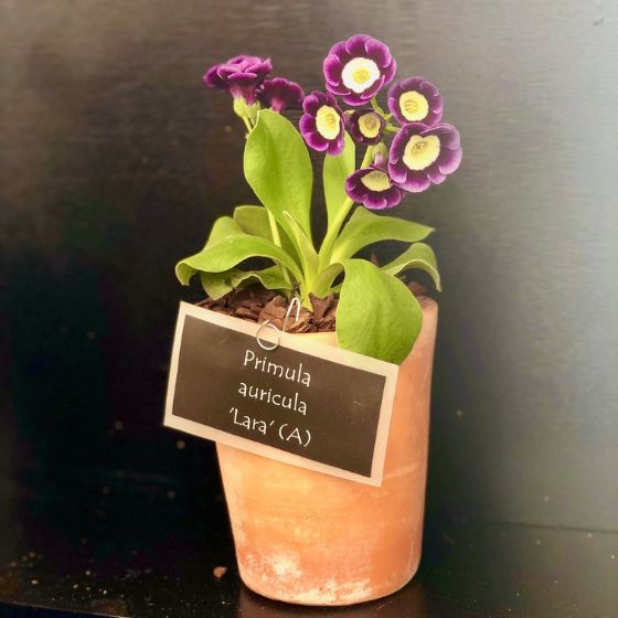 primula auricula lara purple flower terracotta pot