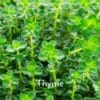 thyme herb photo