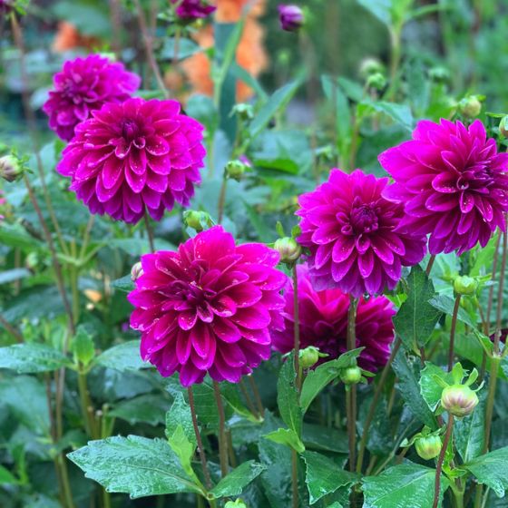 dahlia purple flame flower