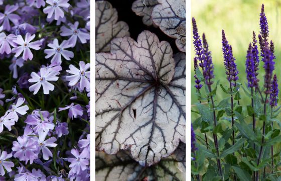 phlox heuchera salvia