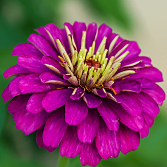 zinnia purple prince flower