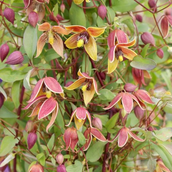 Clematis flowering