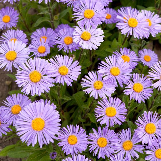 blue daisy with yellow centre