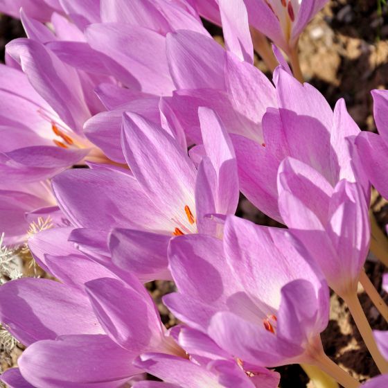 autumn crocus mauve flowers