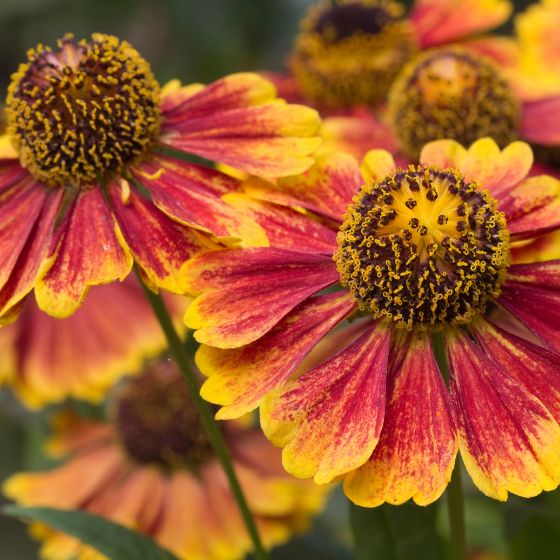 flowering helenium yellow and red flowers