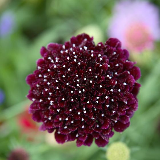 scabiosa flower crimson colour