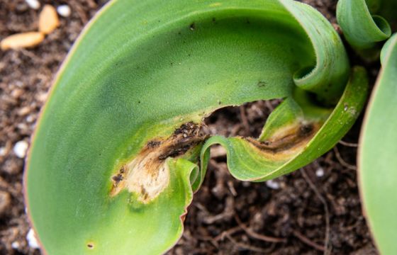 tulip fire fungal disease