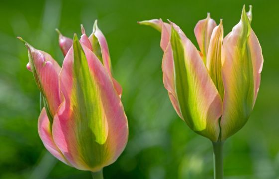 green and pink tulip flowers
