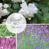 scented Mini-moodboard 800 x 800 mini moodboard for scented garden design kit lavender salvia