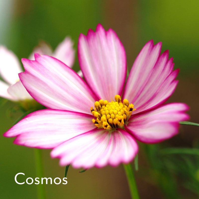cosmos flower white with pink striped petals