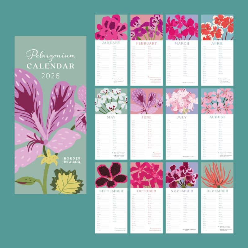 DL pelargonium calendar each month illustration