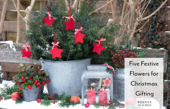 christmas tablescape with galvanised pots, christmas tree and red star decorations