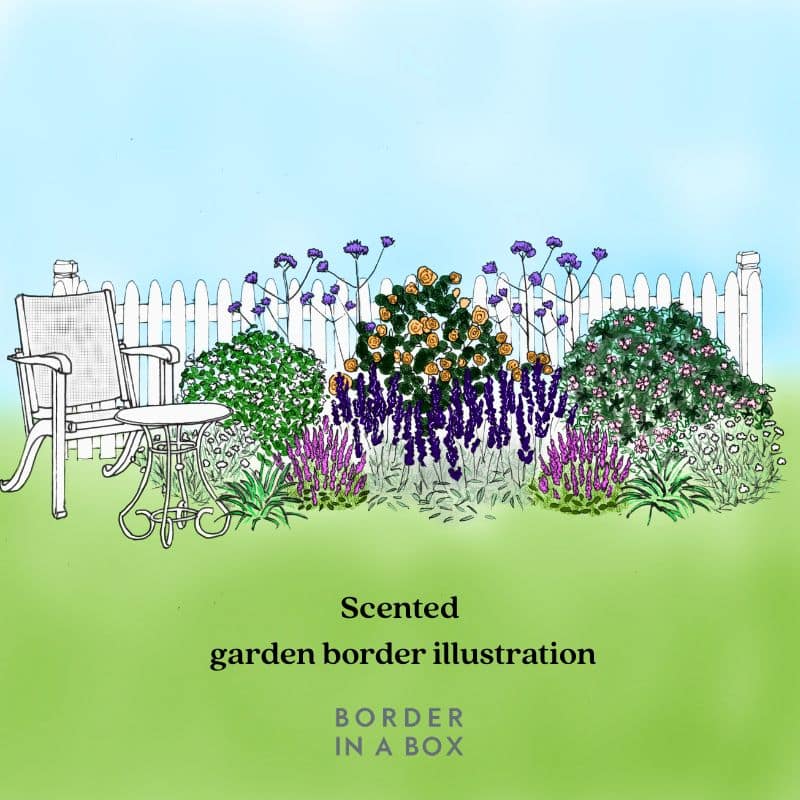 scented garden border illustration for Border in a Box