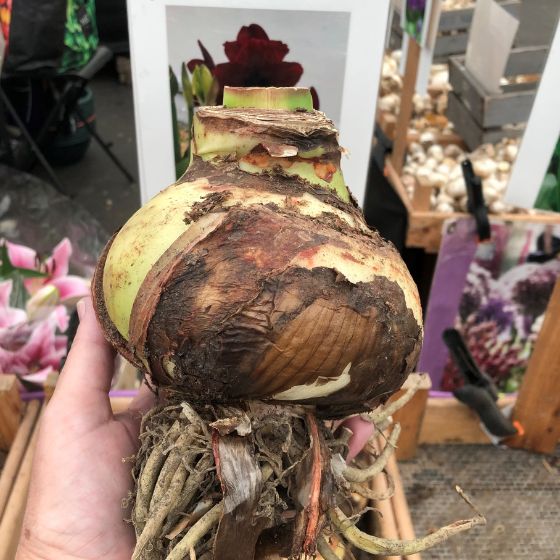 amaryllis bulb