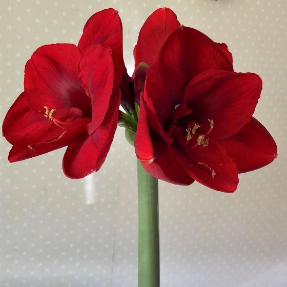 amaryllis flower trumpet red