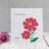cosmos flower illustration