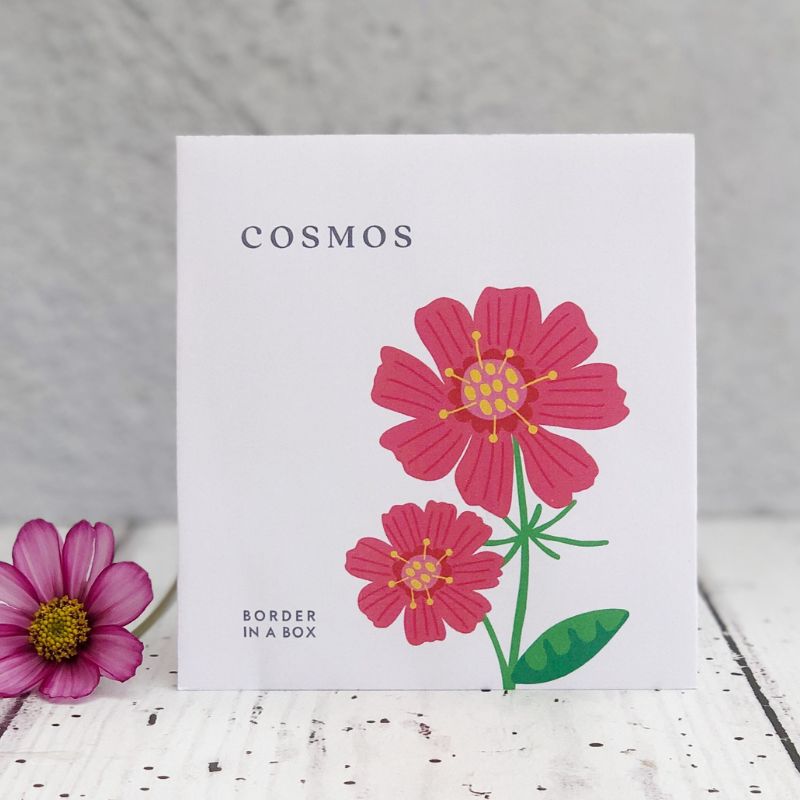 cosmos flower illustration