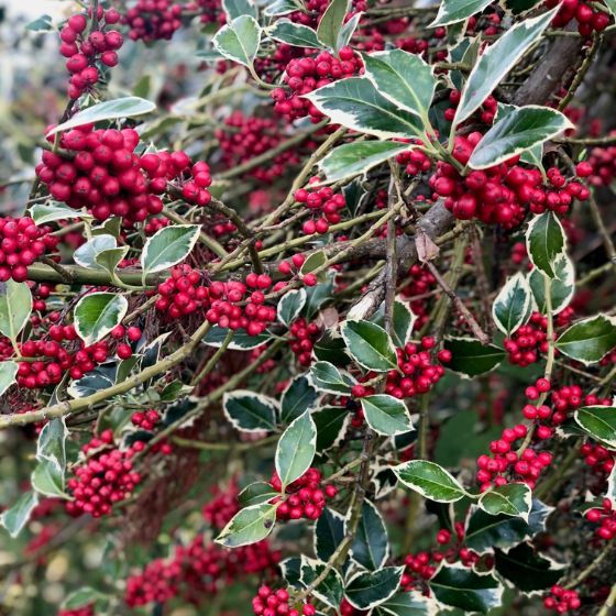 red holly berries with variegated leaves