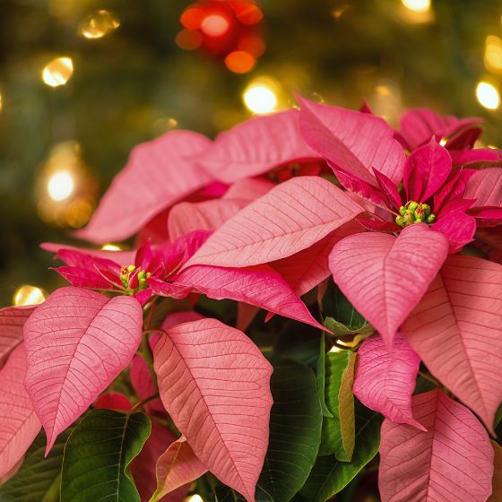 pink bracts of a poinsettia plant with fairy lights in the background