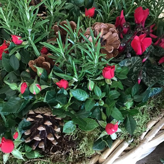 red flowers in a basket