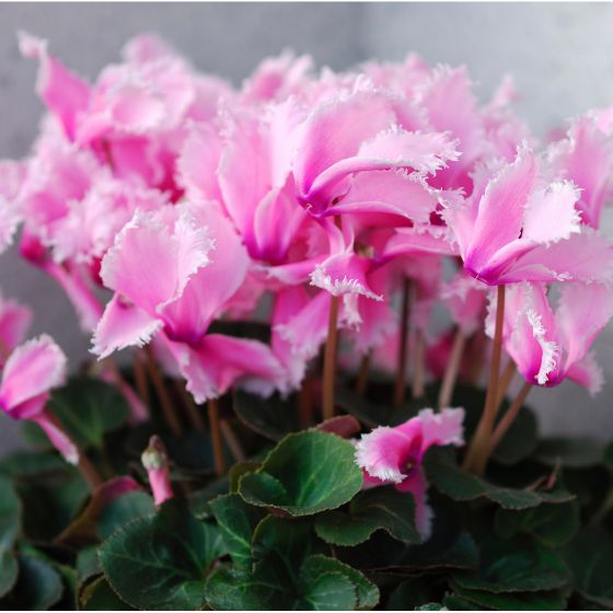 pink ruffled flowering cyclamen