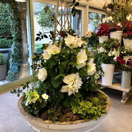 white amaryllis centrepiece