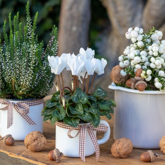 white cyclamen in a white mug with white heather and berries