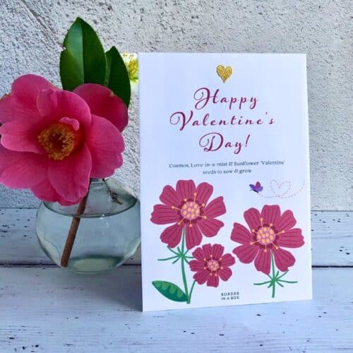 valentines seed pack with cosmos flower illustration and gold heart