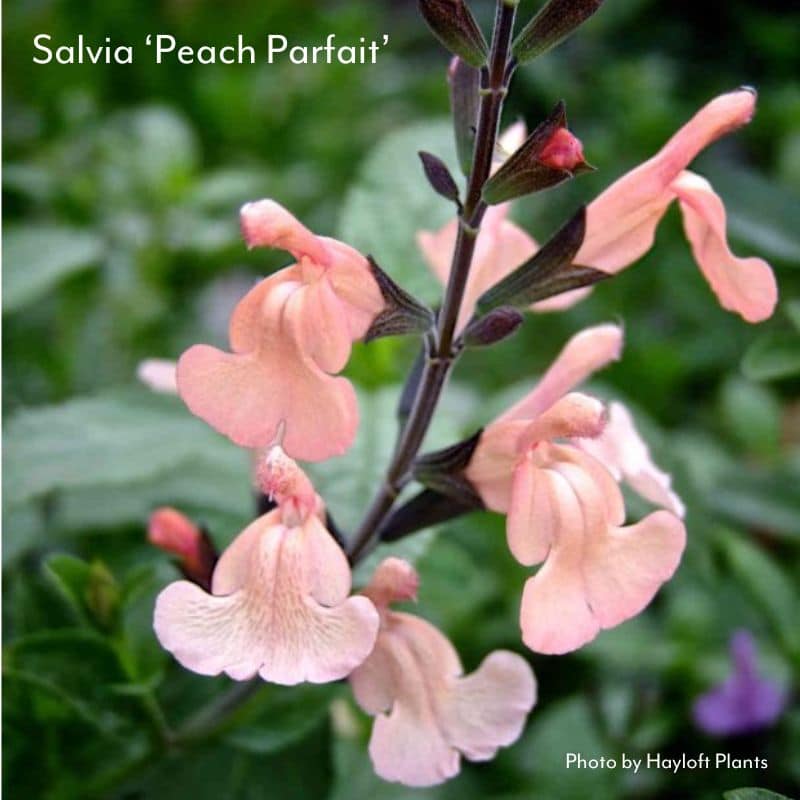 Salvia Peach Parfait