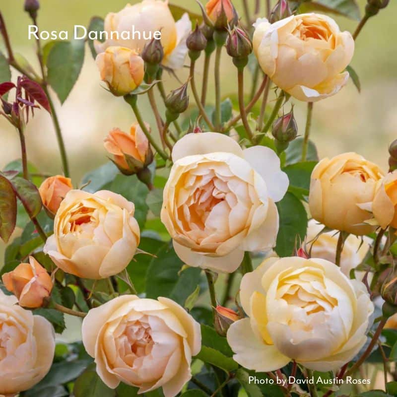peach coloured rose by David Austin Dannahue