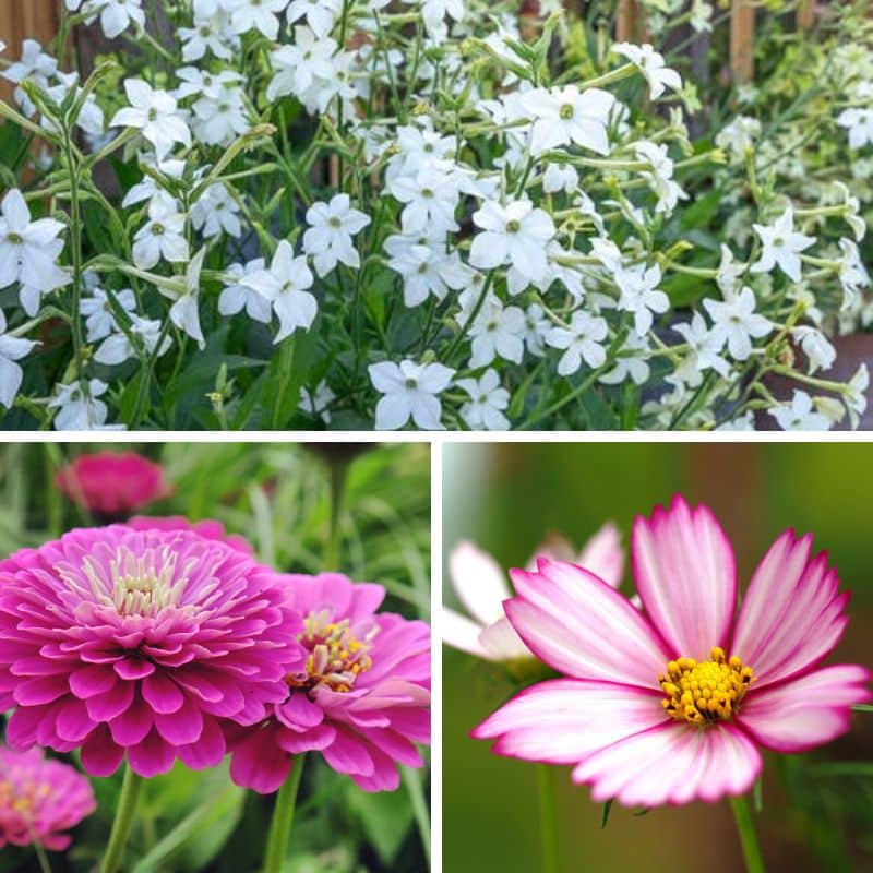 nicotiana, zinnia and cosmos flower photos