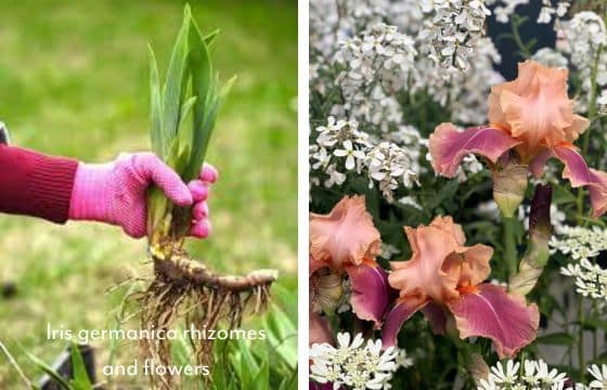 iris germanica rhizome and flowers