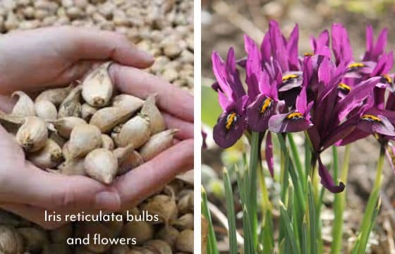 iris bulbs and purple iris reticulata flowers