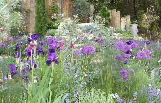 iris and alliums in a Mediterranean style garden