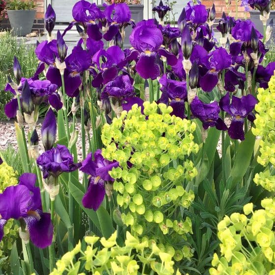 acid green euphorbia and purple irises