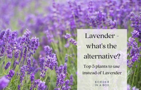 lavender flowers blog header